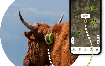 Localizzatore GPS per mucche