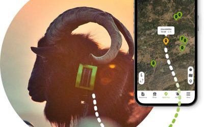 Localizzatore GPS per capre