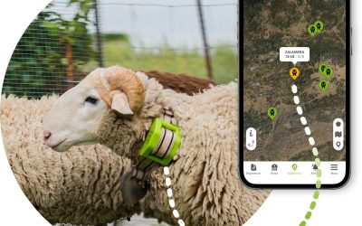 Localizzatore GPS per pecore
