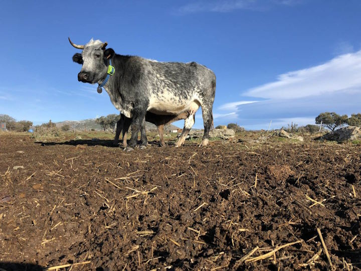 Razze bovine particolari