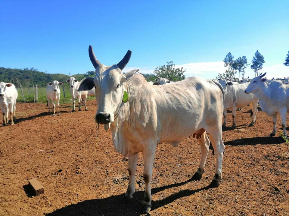Razze bovine particolari