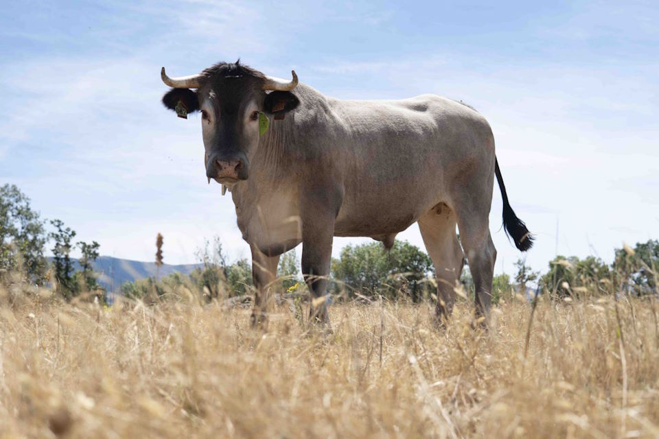 Razze bovine particolari
