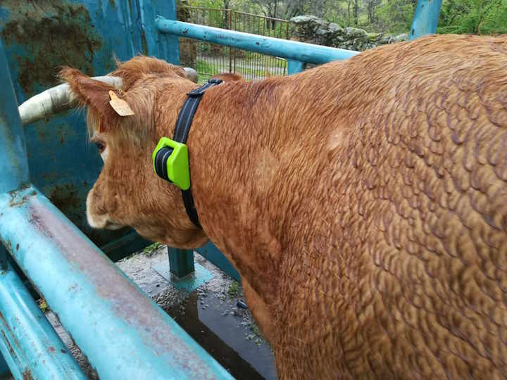 Dispositivi GPS digitanimal