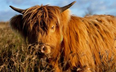 Le razze bovine più particolari del mondo