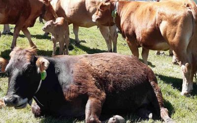 Antenne digitanimal in tutto il mondo: copertura per tutti