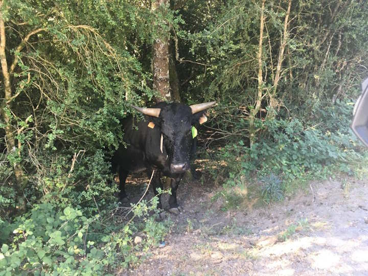 Razze bovine particolari