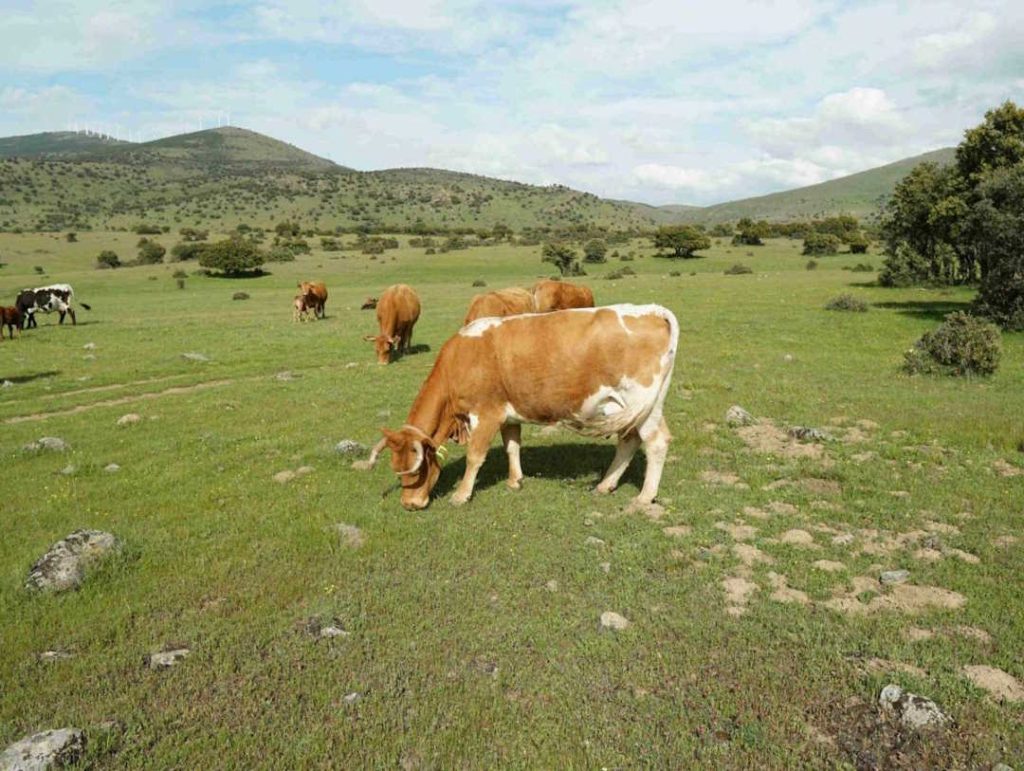 Allevamento estensivo