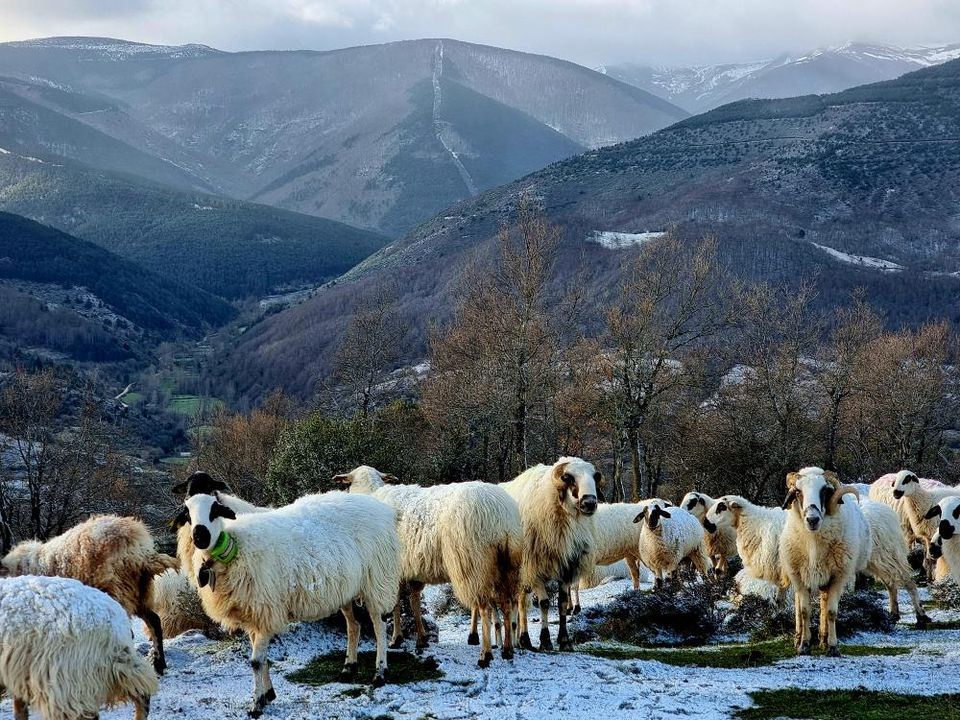 GPS per le pecore