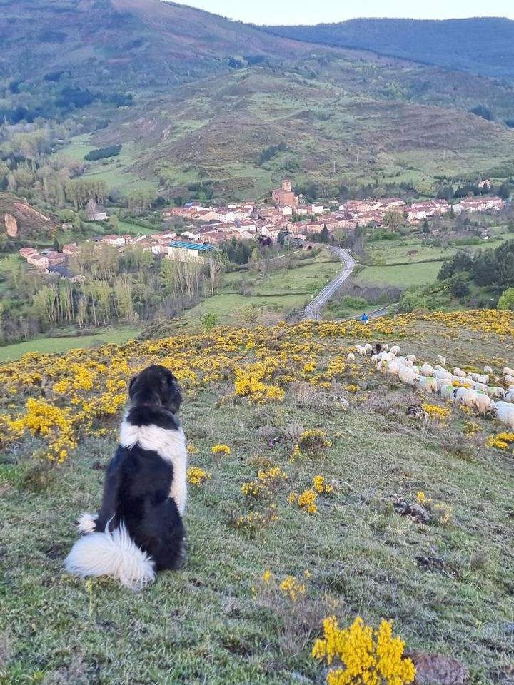 GPS per le pecore
